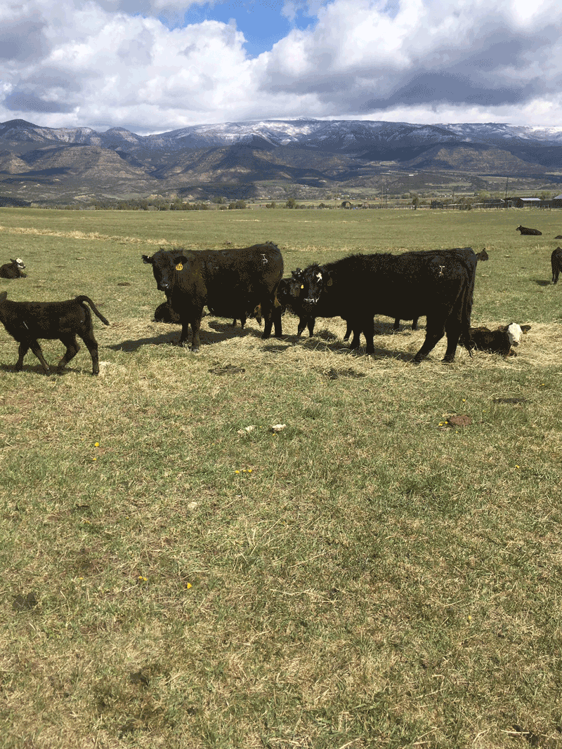 Beef for sale, all-natural, grass-fed -11