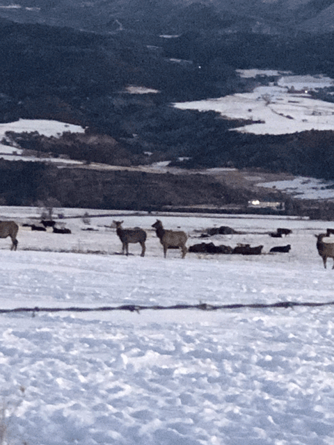 elk visiting the cows - beef direct from ranch Colorado -8