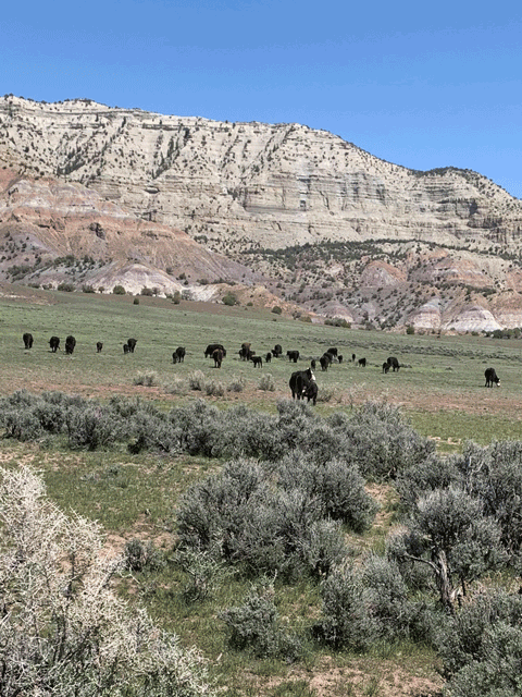 beef direct from the rancher -14